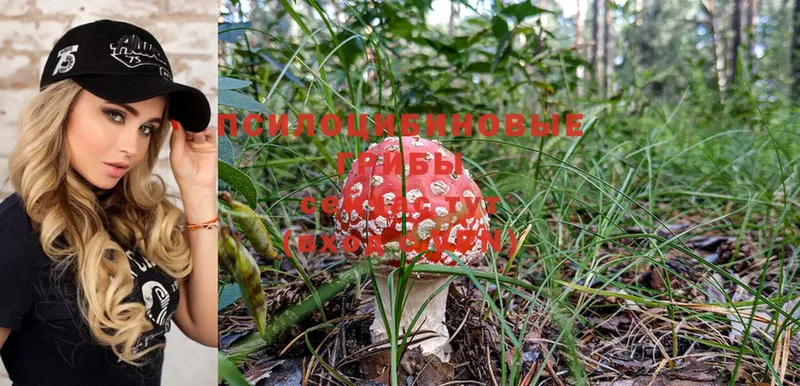 купить  цена  Кяхта  Псилоцибиновые грибы Psilocybine cubensis 